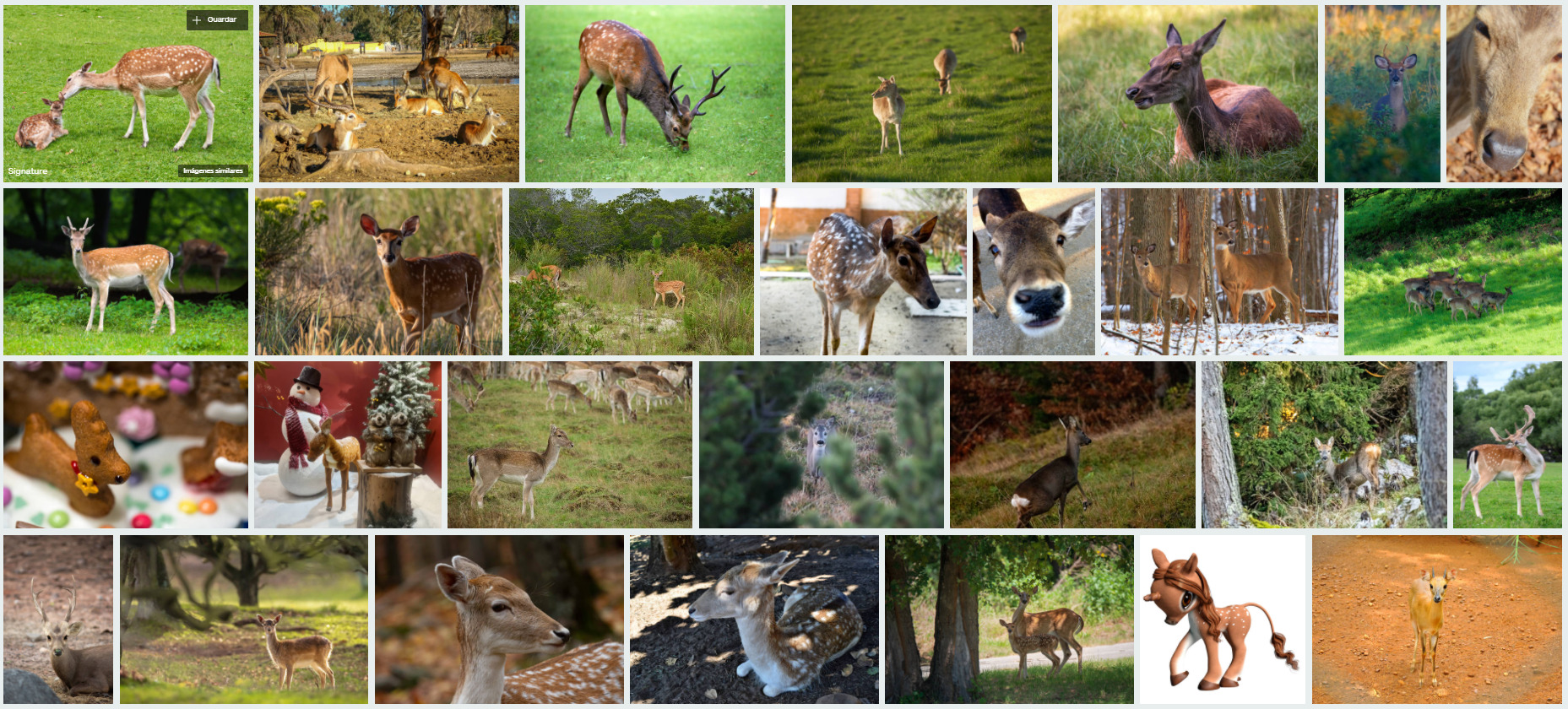 Bambi search iStock