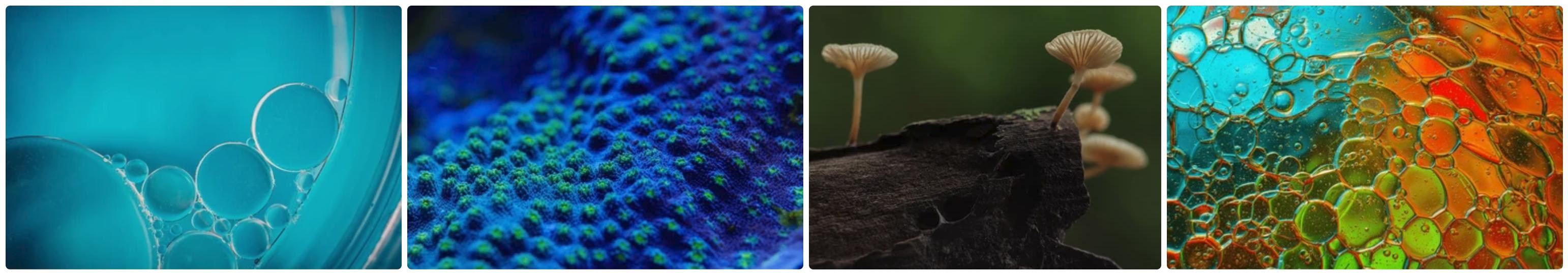 Macro photography
