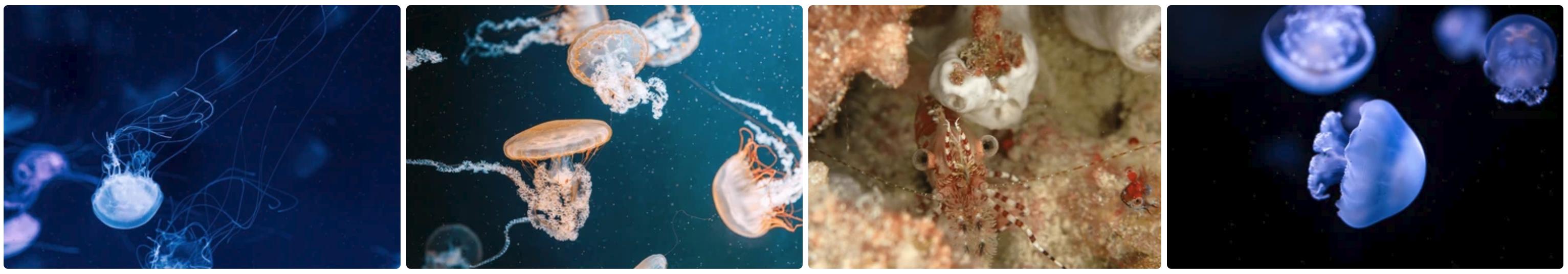 Underwater photography